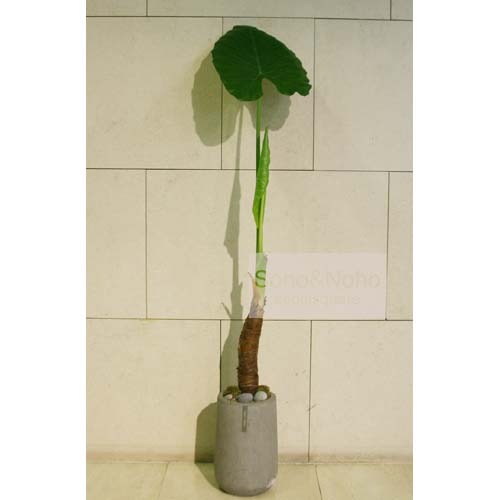 소호앤노호 식물 - 알로카시아 FRP (공기정화/공간인테리어/습도조절)  