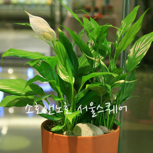 소호앤노호 식물- 스파트필름(공기정화/수경식물)