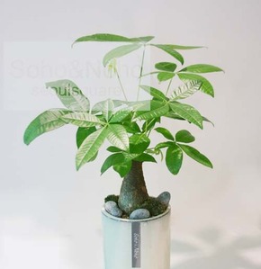 소호앤노호 식물-파키라(공기정화/공간인테리어)