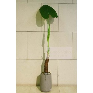 소호앤노호 식물 - 알로카시아 FRP (공기정화/공간인테리어/습도조절)  