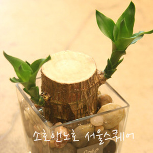 소호앤노호 식물- 행운목(공기정화/수경식물/생일선물/습도조절)